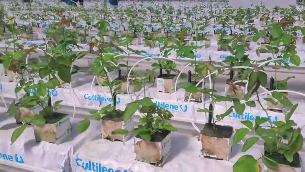 百益亿农国际鲜花港2号温室内，首批鲜切玫瑰3万株粉红雪山种苗正式栽种成功