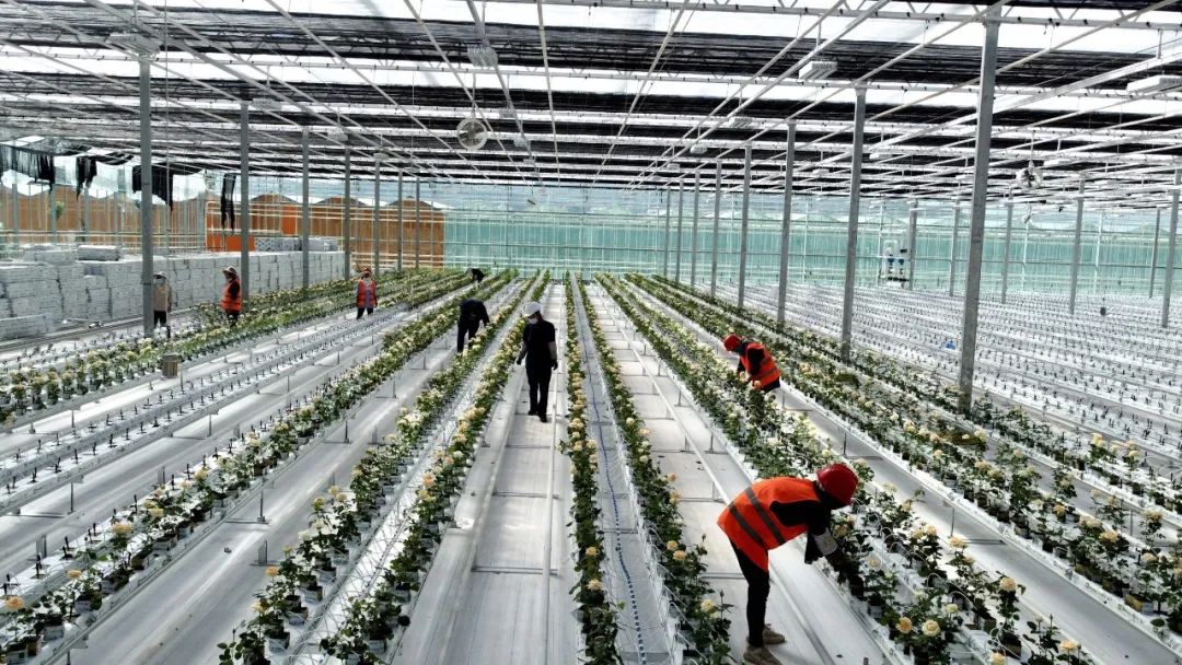 百益亿农国际鲜花港3号温室首批玫瑰种苗栽种成功！